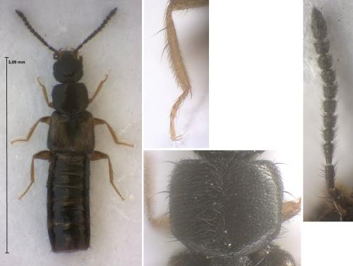 Atheta pseudoelongatula